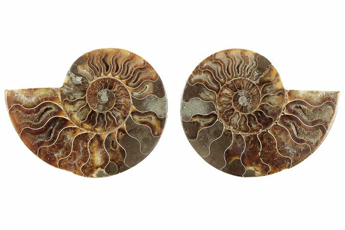 Cut & Polished, Agatized Ammonite Fossil - Madagascar #191624
